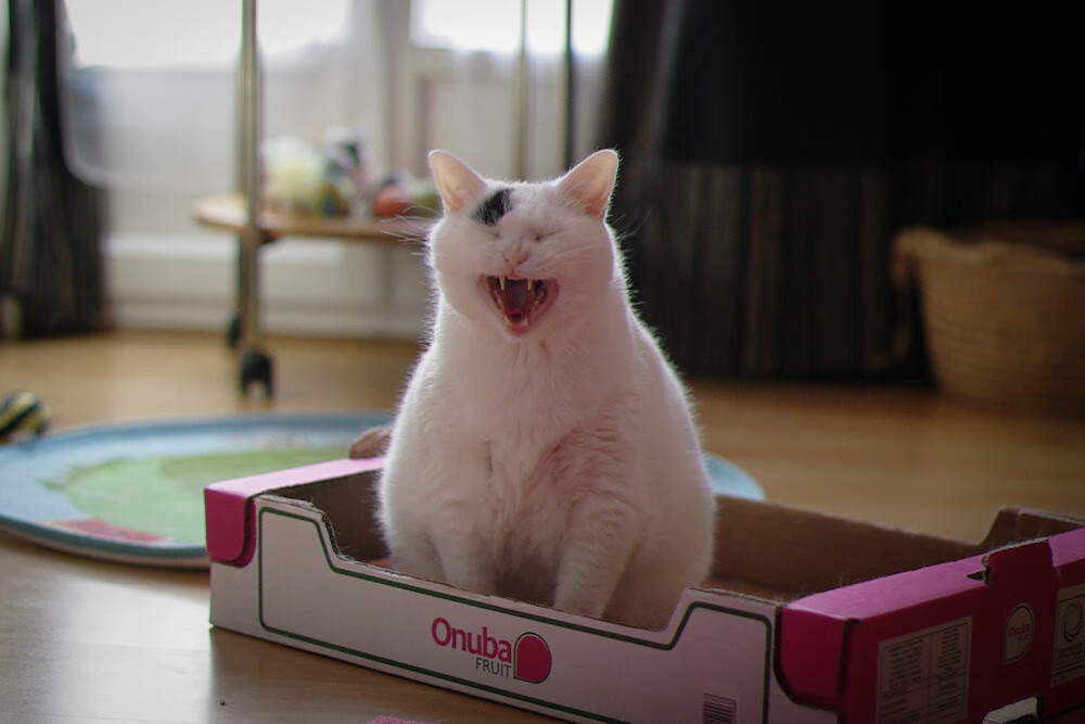 从墨尔本到全球，鲁德的澳网胜利如何催化挪威戴维斯杯历史性突破