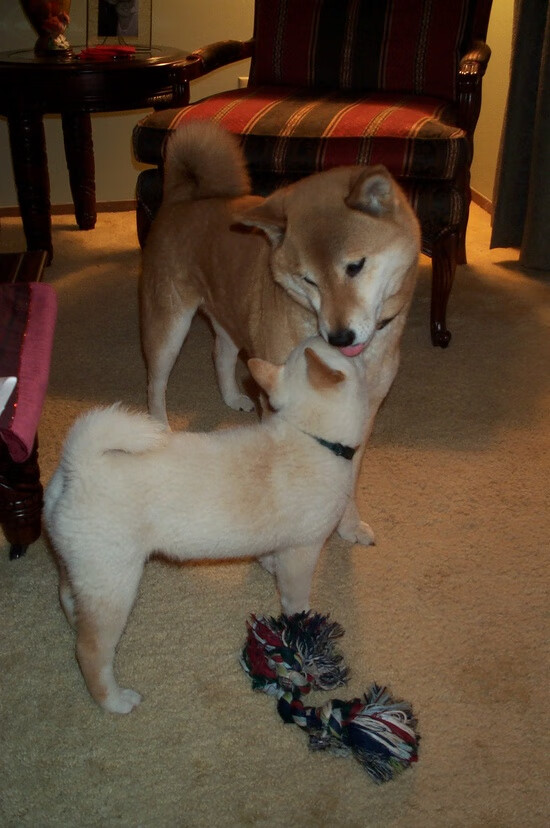 当塞内加尔元素碰撞法甲豪门,一场友谊赛中的穆勒式冠军演出