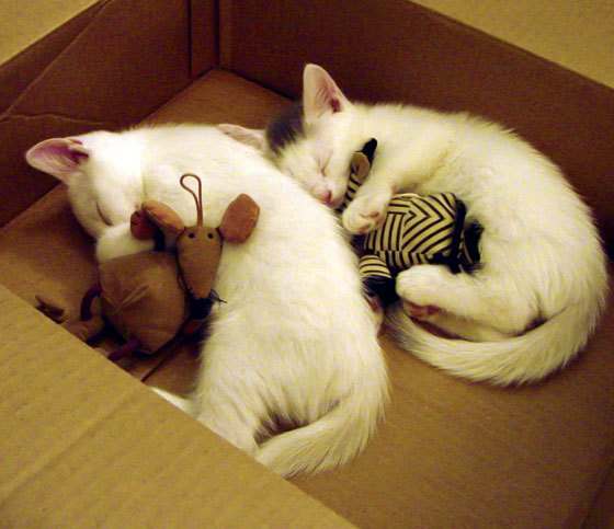 萨内一手掌控比赛走势，尤文之星提前终结洪都拉斯悬念