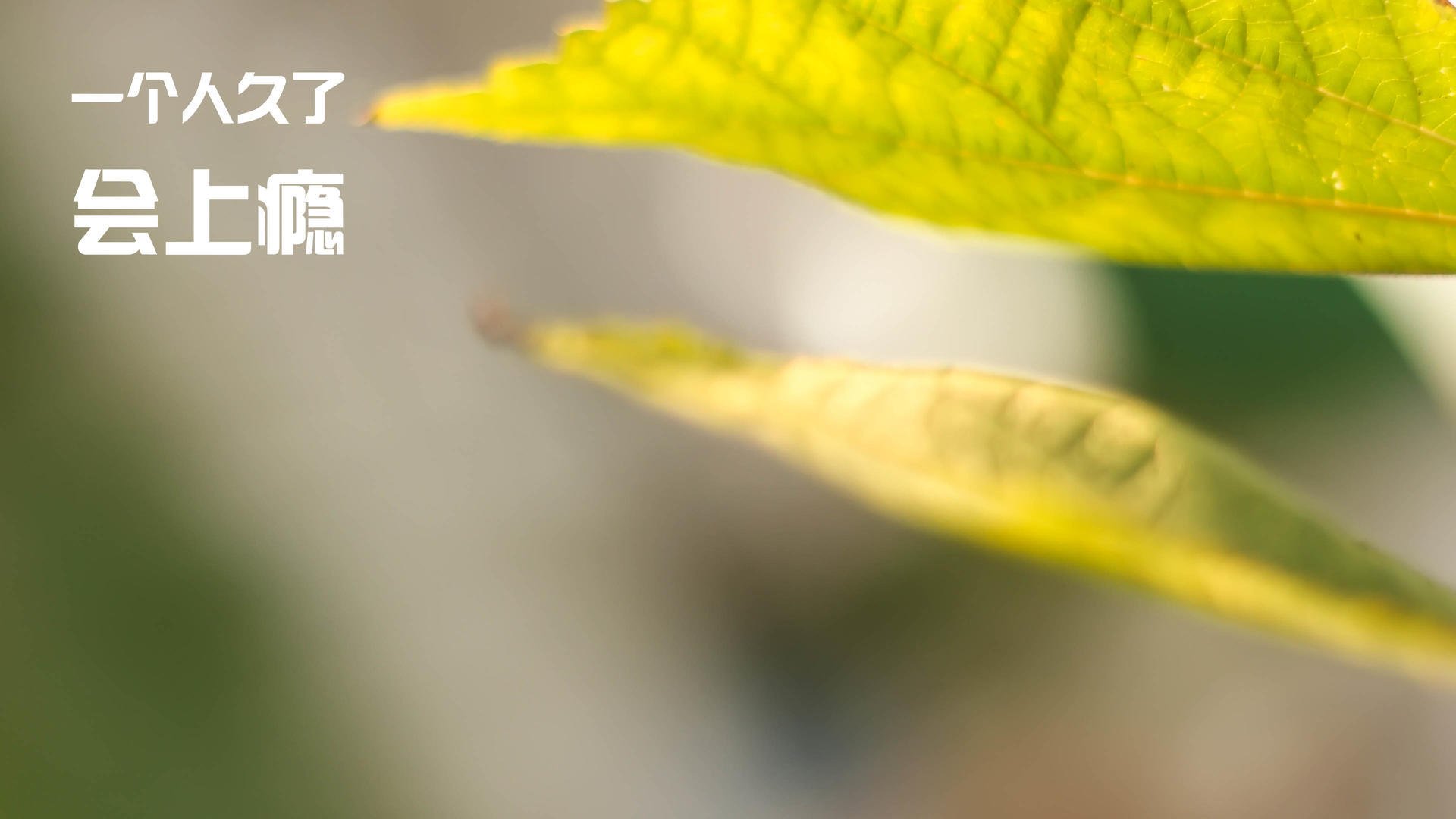 速度革命，从巴西的闪电战到布雷默的德比宣言—足球新纪元的双重奏