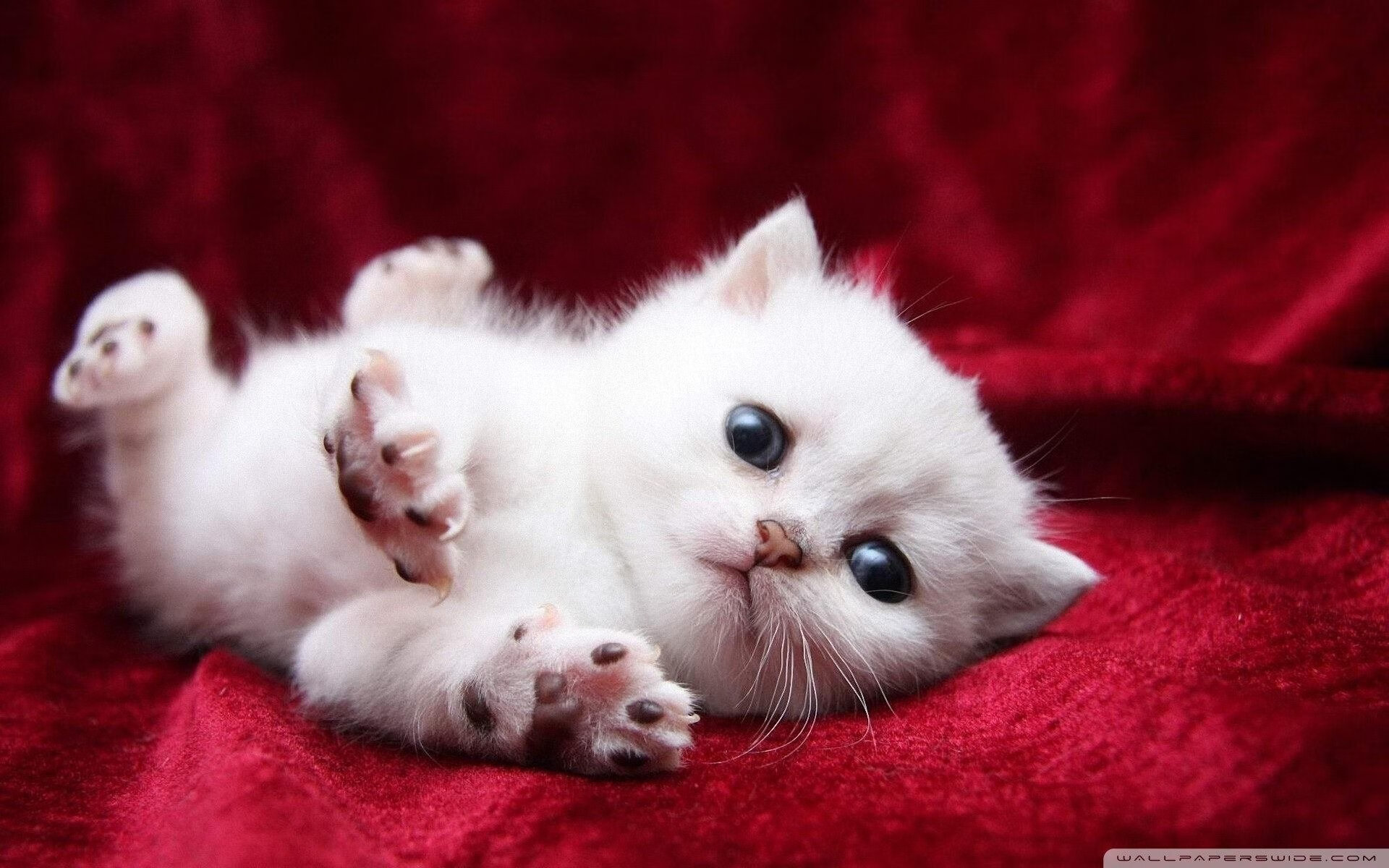 闪电与流水,巴拉圭绝杀之夜,久保建英的无声音乐会