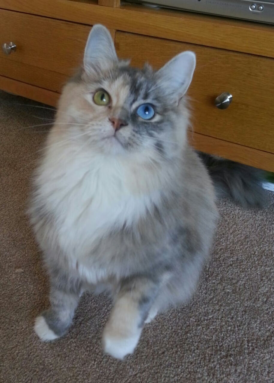 欧冠淘汰赛之夜,马竞新版苏亚雷斯,从诺坎普到万达大都会的无解新原点