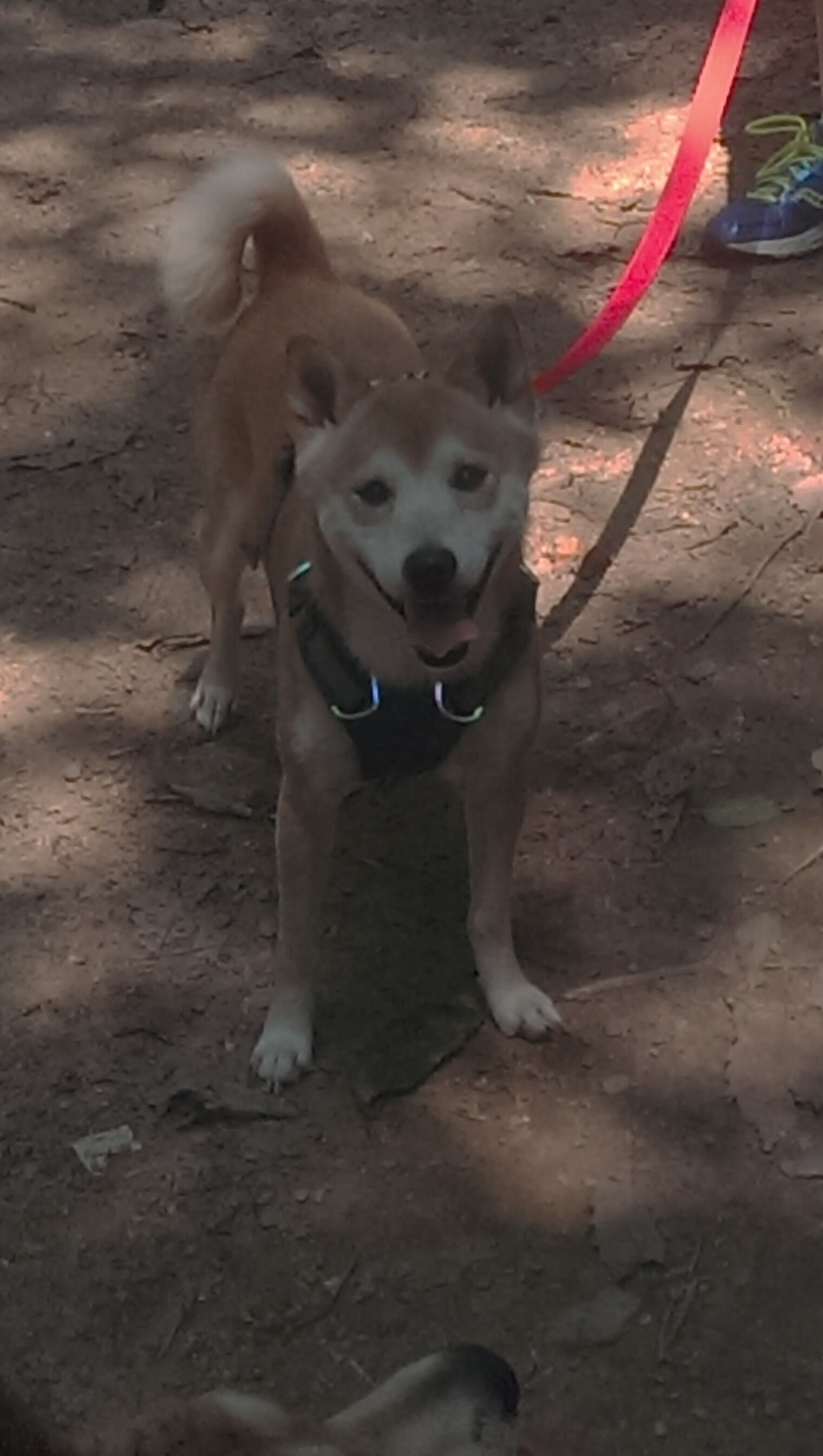 东决关键战焦点,拉齐奥火力全开,压制西班牙劲旅