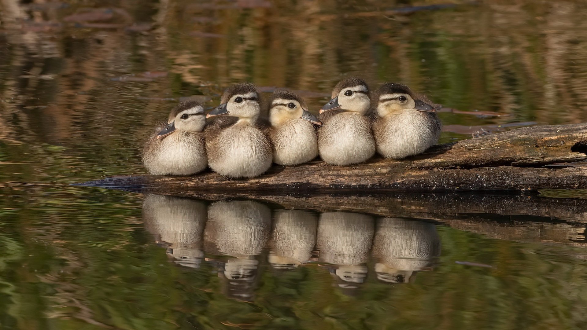 硬仗之王,斯通斯与他的揭幕战铁血试炼