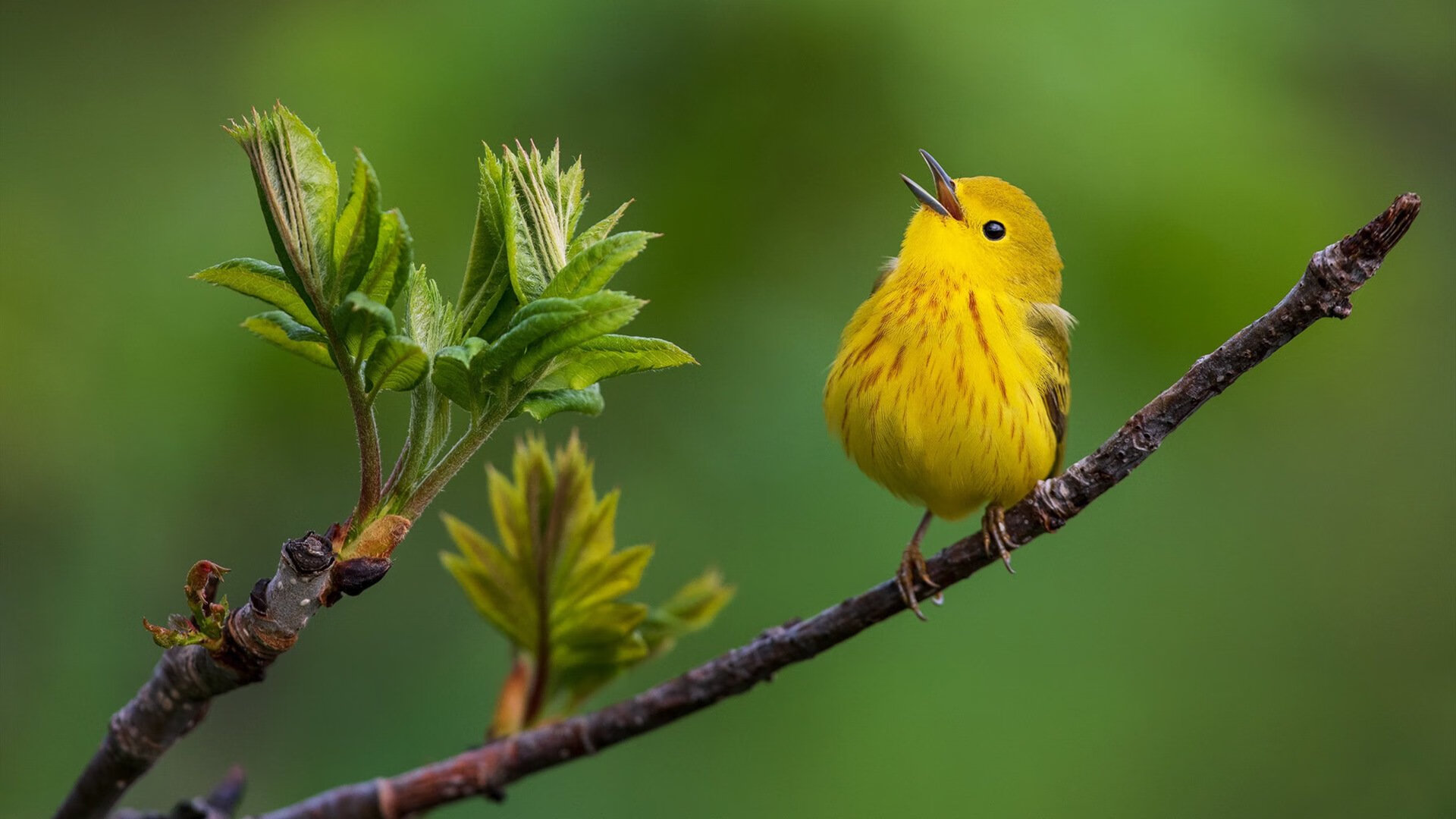 绝境救世主！马丁内利一战封神，摩纳哥关键胜利打破哥伦比亚魔咒