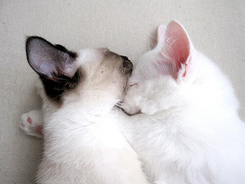 鹈鹕惊涛粉碎上海，班凯罗37分封王硬仗