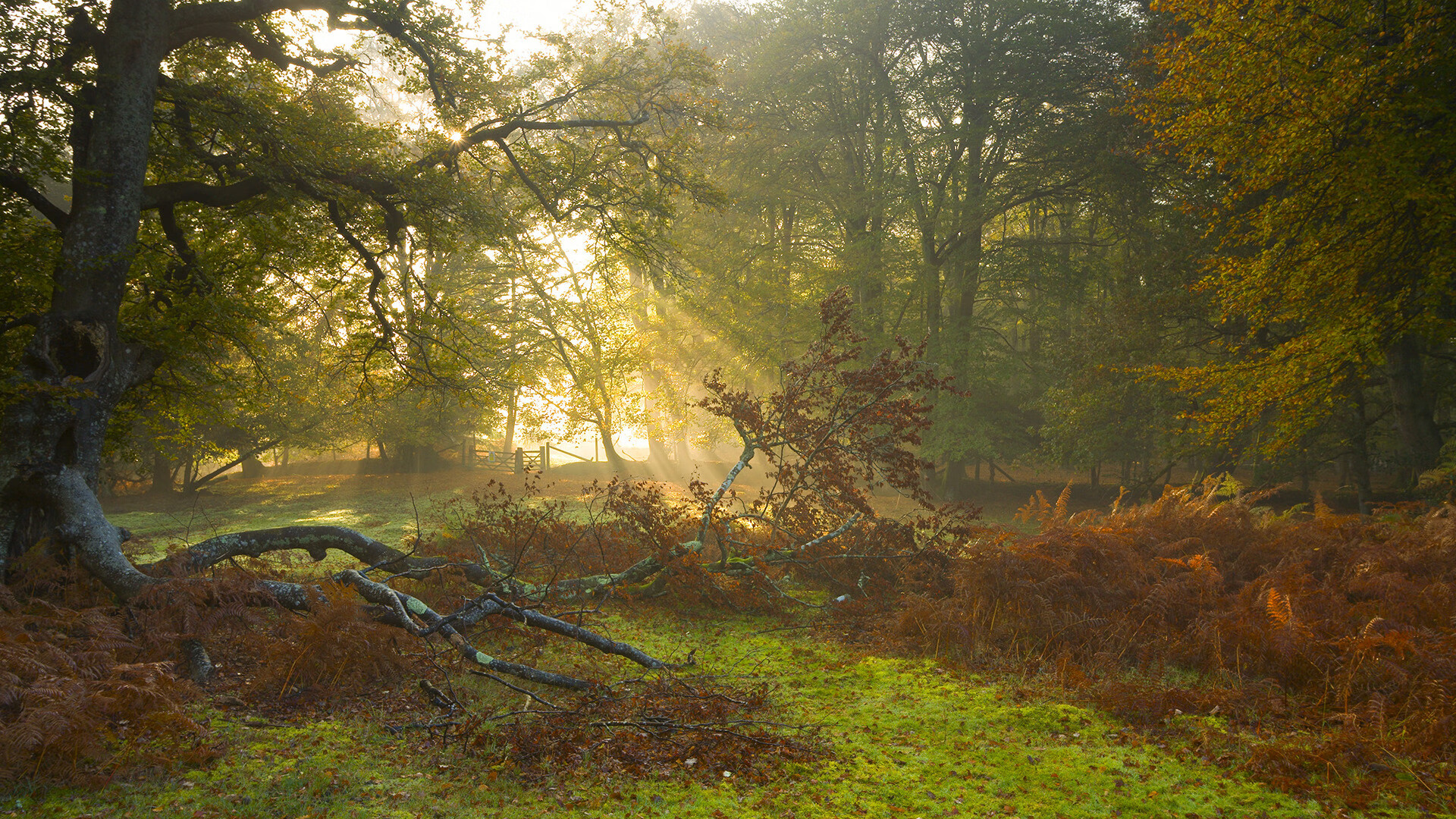 双子星闪烁高原,独行侠崛起背后的巨兽觉醒与哲学思辨
