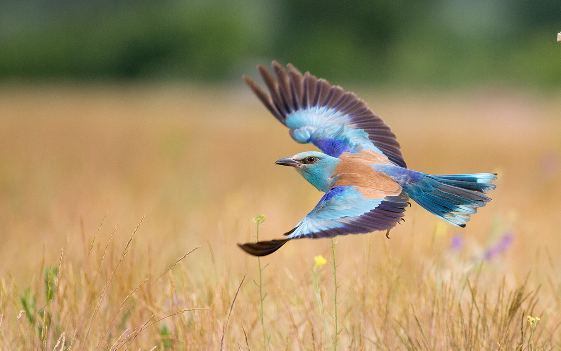 世界杯诞生唯一新王,乌拉圭绝杀挪威!2026,是属于莱奥的接管时刻?