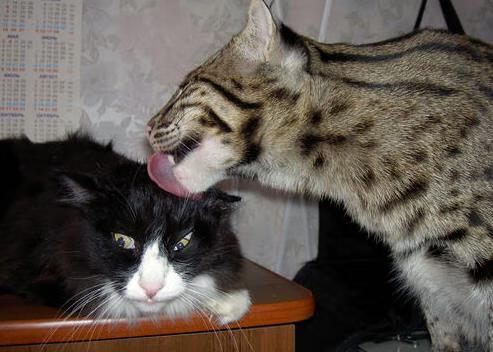 跨界主宰,当哈兰德在F1南非站接管勒沃库森之战