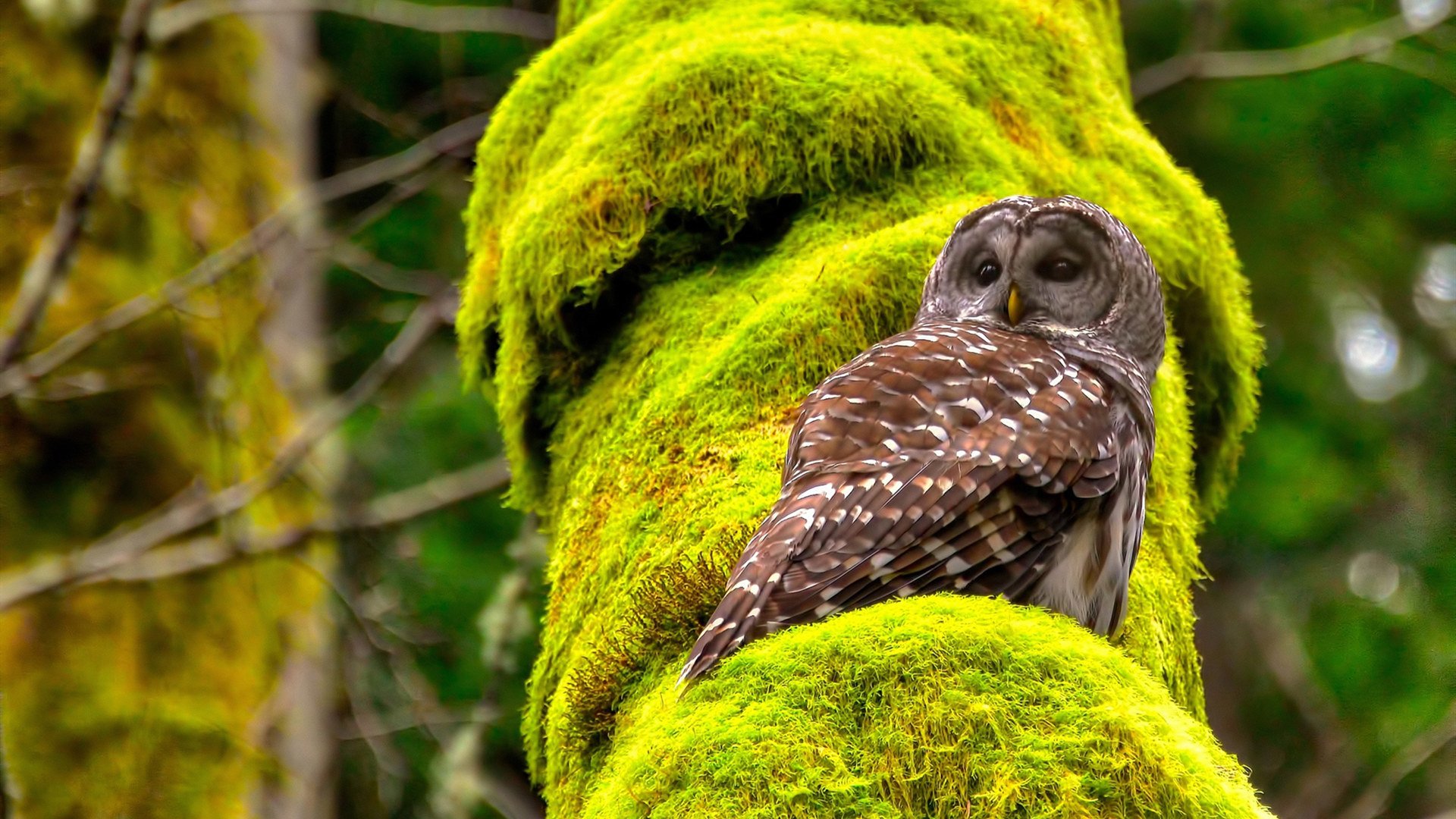 天才闪耀与铁壁合围，两种篮球哲学的深夜对话