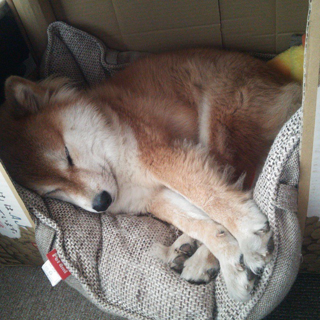 灰熊冲垮掘金,西亚卡姆接管比赛,季后赛的独特篇章