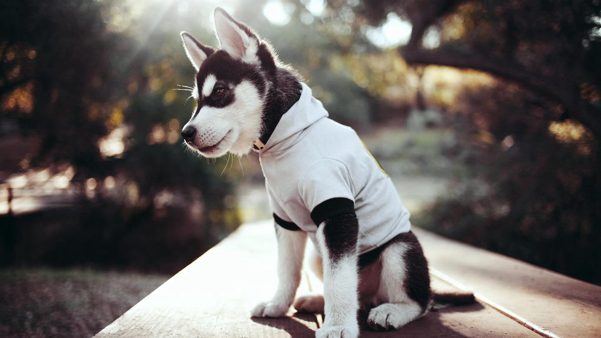 冰冷射手与燃烧的终局—克莱·汤普森如何用一颗子弹击碎马刺的王朝余晖