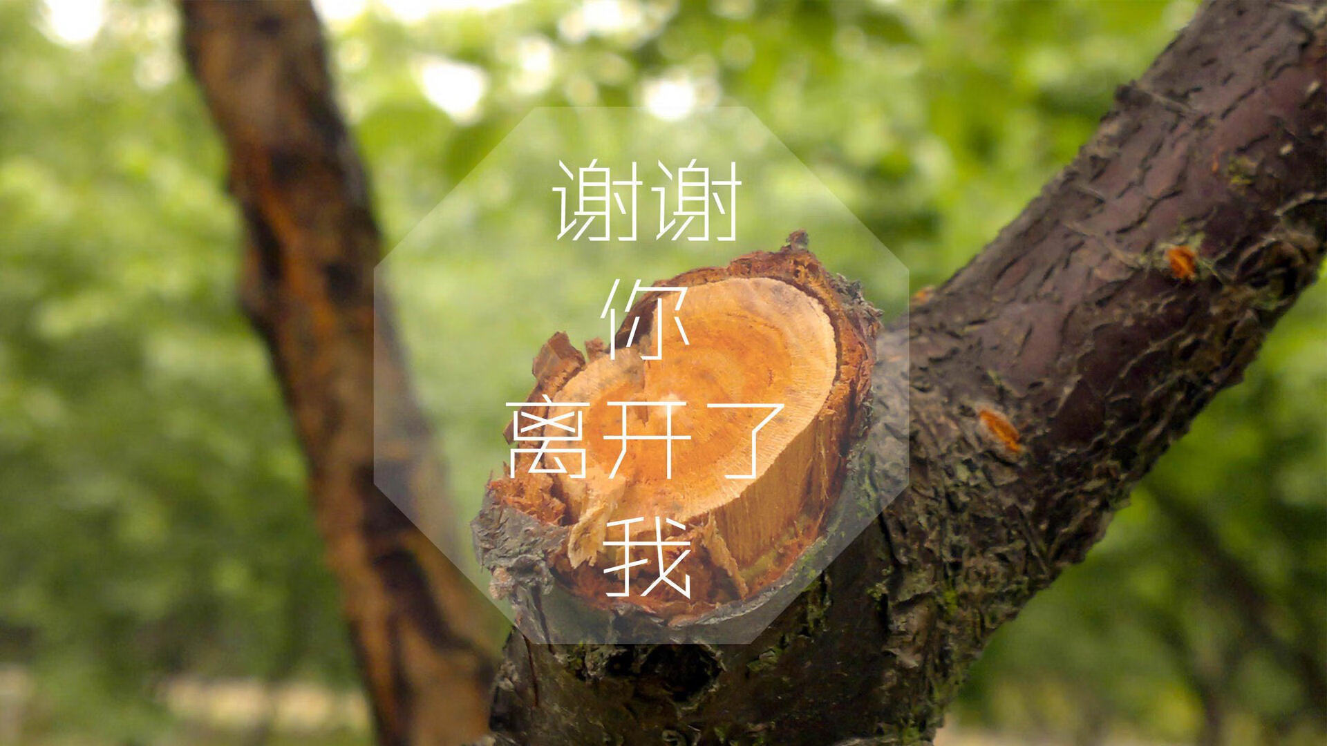 绿洲逆袭，2026世界杯H组关键战，伊朗大胜巴西，凯恩带队取胜书写足球史诗